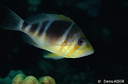 Hypoplectrus unicolor puella Hamlet barre-Bonaire Tolo-23m-20180222-Denis-ADER-DSC_7531_tn
